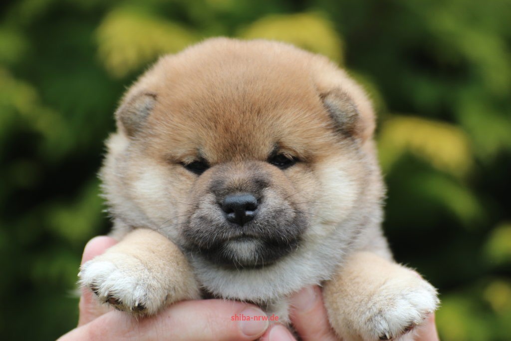 Cute Shiba Inu Baby Puppy
